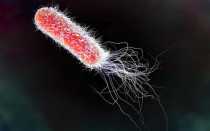 Лактозонегативная кишечная палочка e coli что это такое