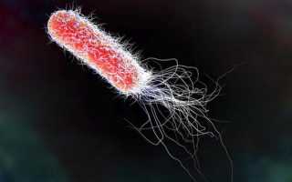 Лактозонегативная кишечная палочка e coli что это такое