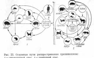 Набор для исследования мяса на трихинеллез