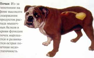 Отравление фенобарбиталом у собак