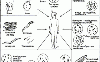 Влияние среды обитания на паразитов