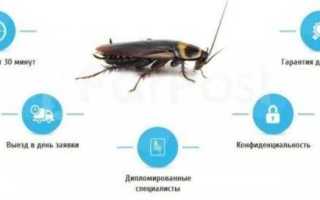 Могут ли клопы появиться через год после отравления