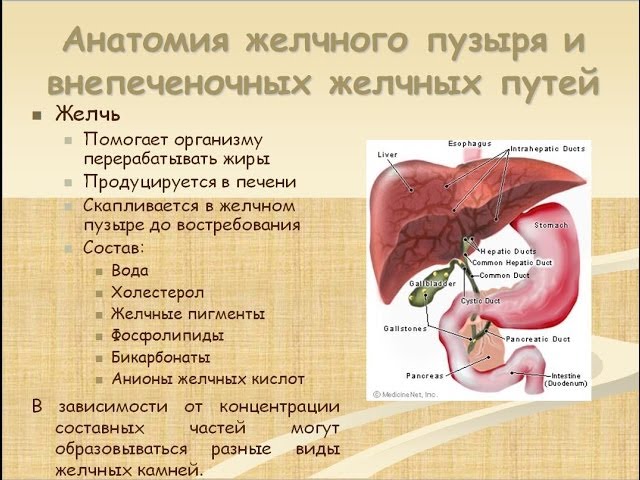 Каким образом изменение окраски кала связано с желчью? Цвет кала после удаления желчного пузыря