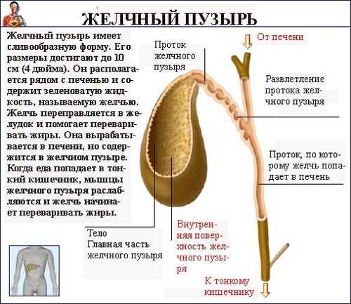 Нормальная форма желчного пузыря Форма желчного пузыря
