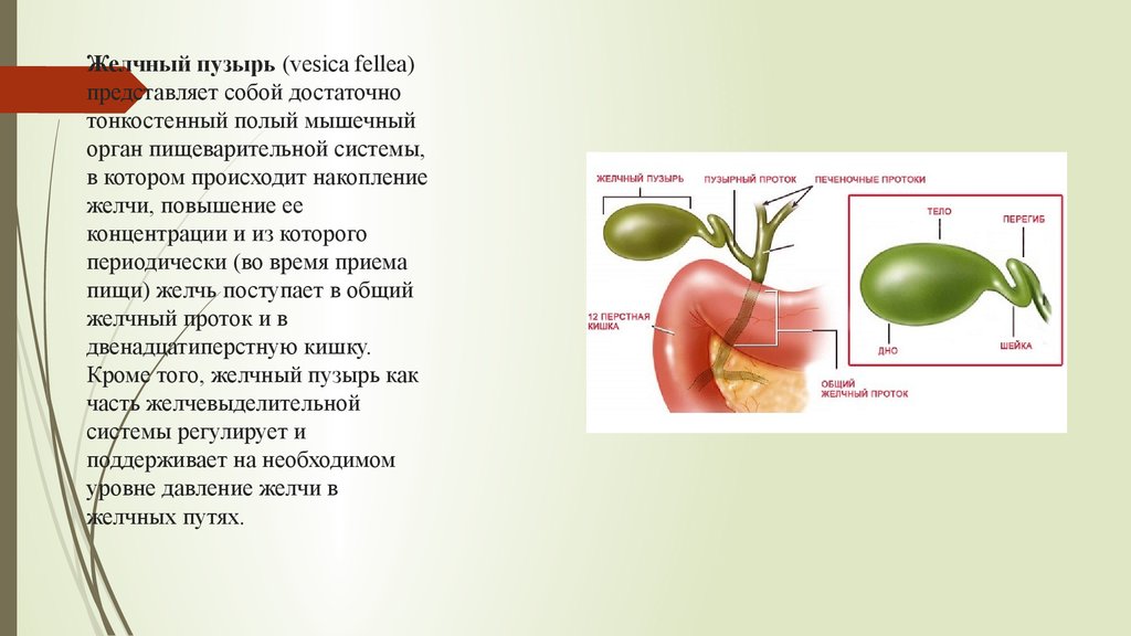 Лечение патологий жёлчного пузыря Лечение желчного пузыря народными средствами самые эффективные