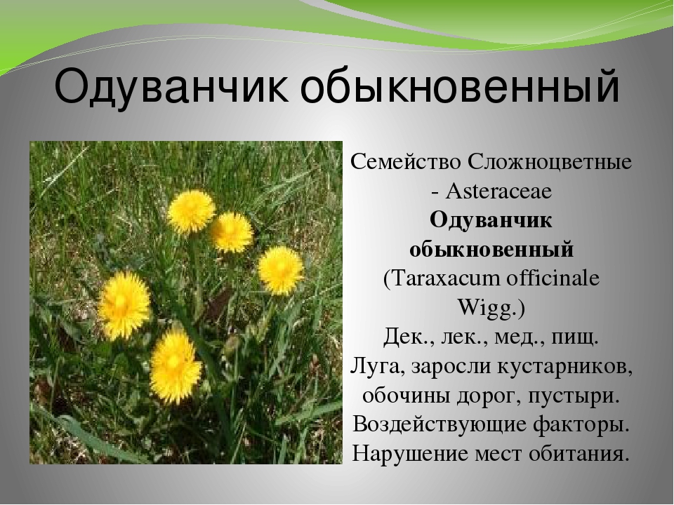 Применение народных средств при застое желчи Сбор для желчного пузыря