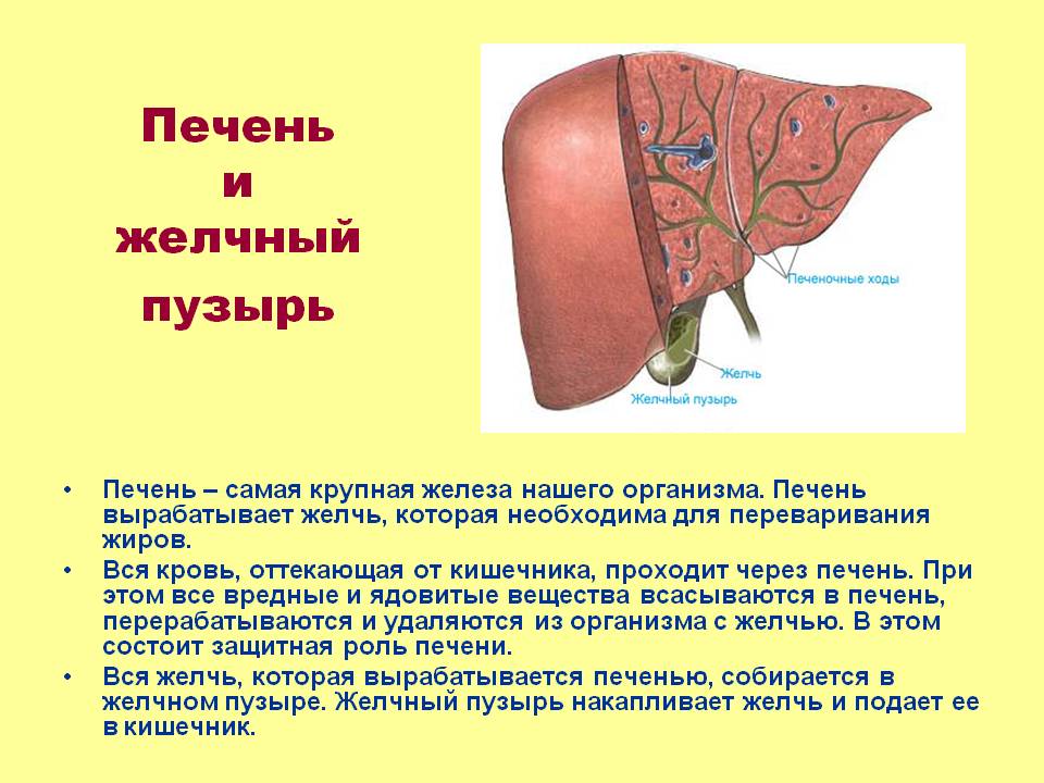 Функции печени и желчного пузыря Эффективное лечение печени и желчного пузыря