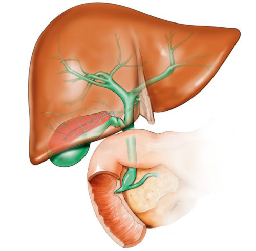 Заболевания органов билиарной системы Печень и желчный пузырь