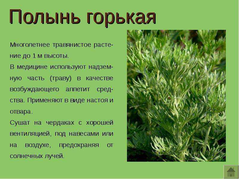 Химические компоненты, входящие в состав полыни Полынь полипы желчный пузырь