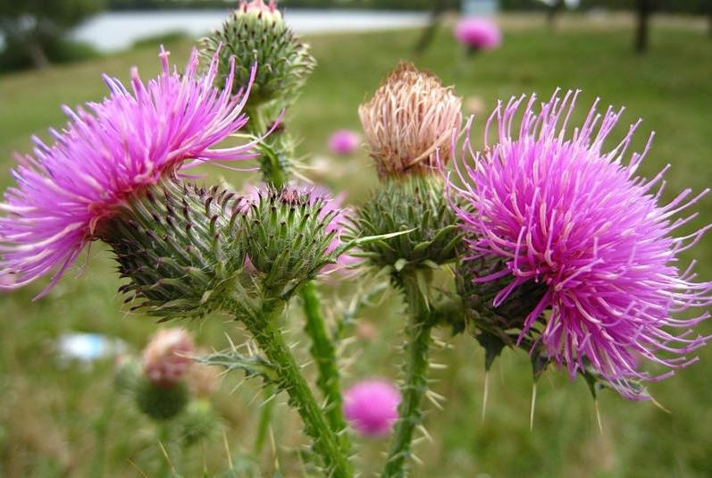 Польза расторопши для желчного пузыря Расторопша для желчного пузыря