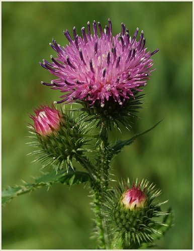 Травы, которые полезны после холецистэктомии Травы после удаления желчного пузыря