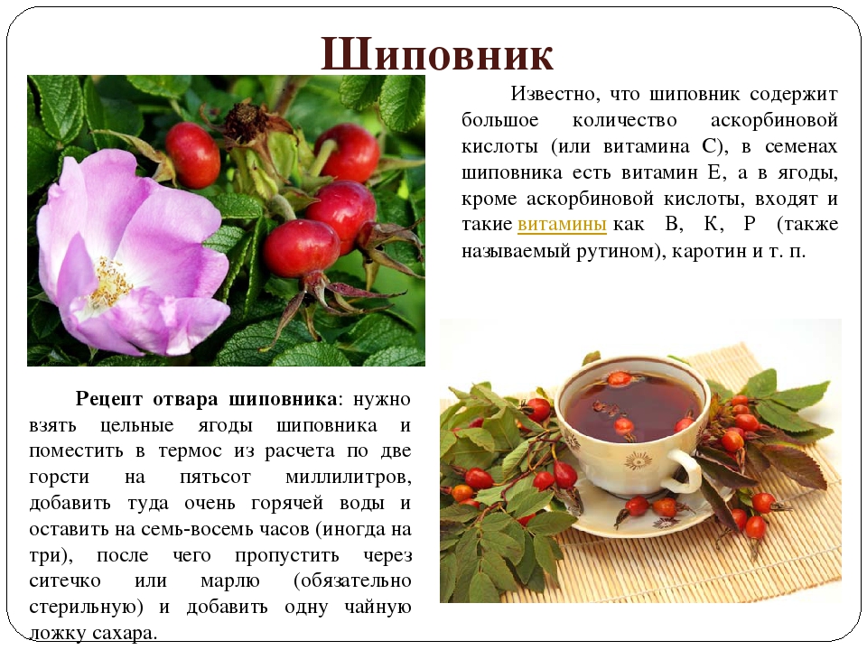 Противопоказания к применению лекарств на основе шиповника Шиповник после удаления желчного пузыря