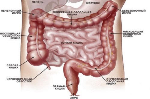 Строение толстого кишечника Желчные камни в кишечнике