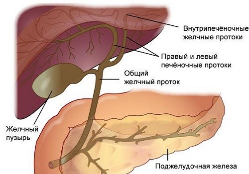 Застойные явления желчи Сужение желчных протоков лечение