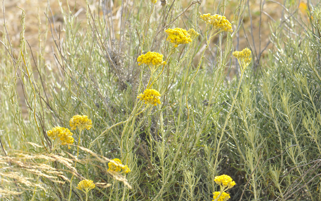 Бессмертник при задержке желчи Травы при задержке желчи