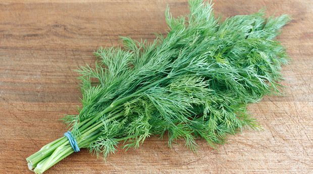 Лечения жёлчных камней настойкой укропа Укроп при камнях в желчном пузыре