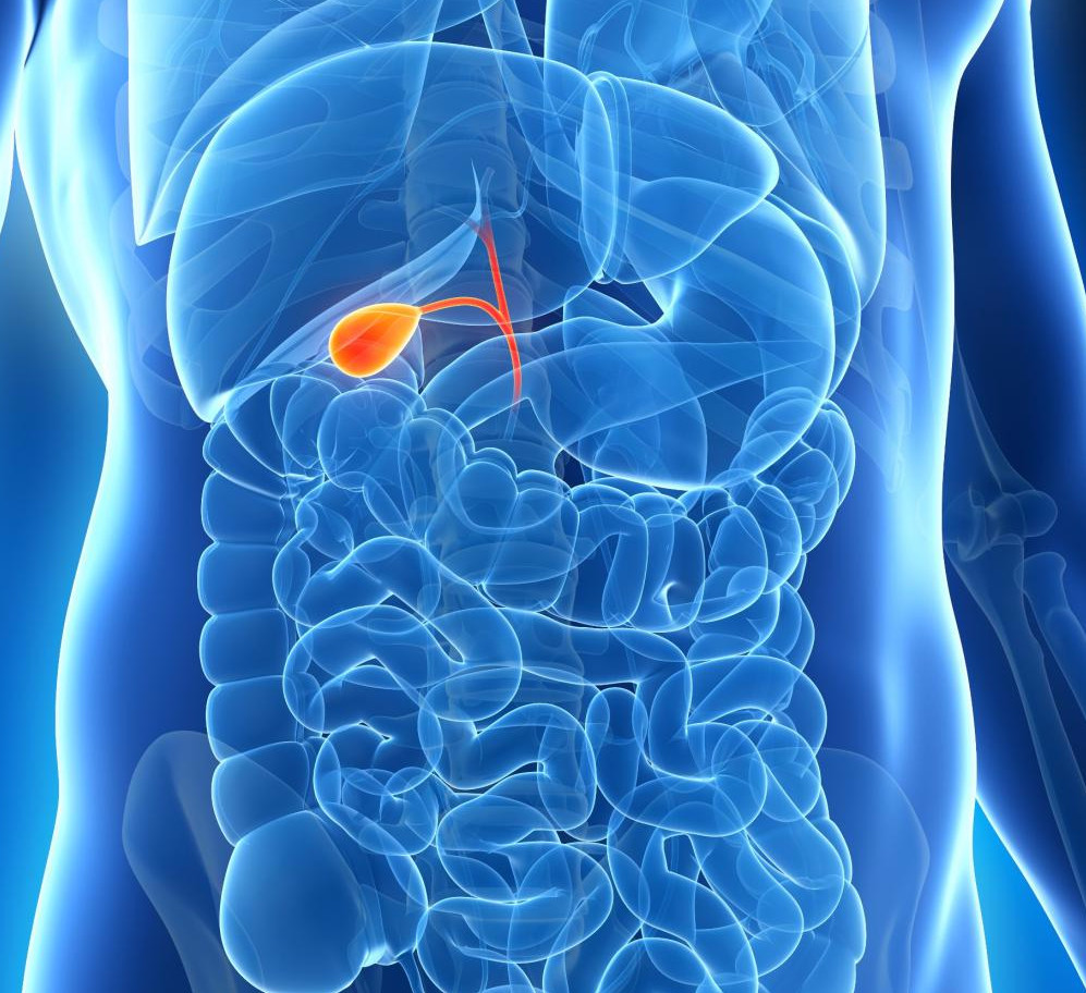 Каналы желчного пузыря Протоки желчного пузыря