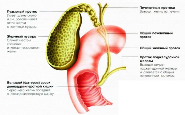 Свищ желчного пузыря. Причины Желчный свищ после операции. Как лечить?