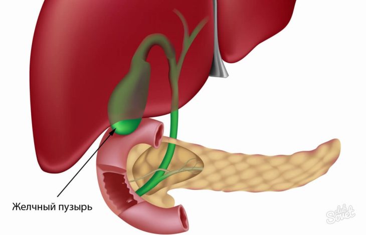 Функции желчного пузыря Сокращение желчного пузыря