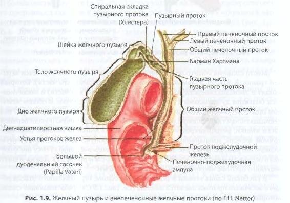 Почему возникает постхолицистэктомический синдром? Кашель после удаления желчного пузыря
