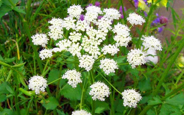 Анис обыкновенный при желчнокаменной болезни Желчегонные травы при камнях в желчном пузыре