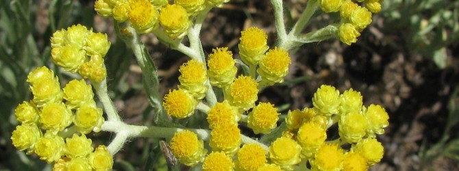 Особенности лечения бессмертником Бессмертник при полипах желчного пузыря