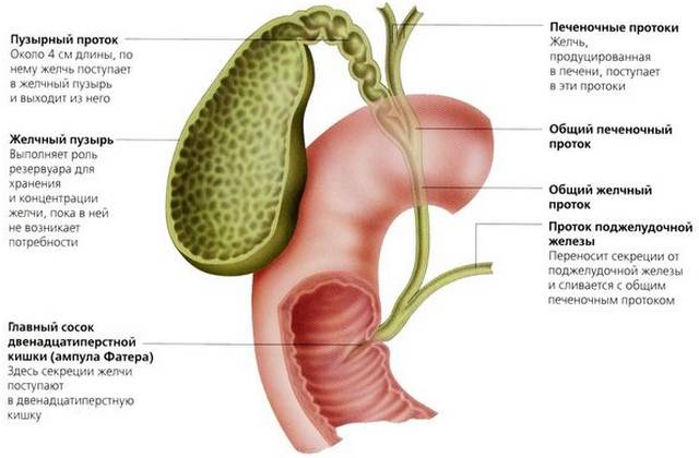 Каким может быть осадок в желчном пузыре? Лечение густой желчи в желчном пузыре