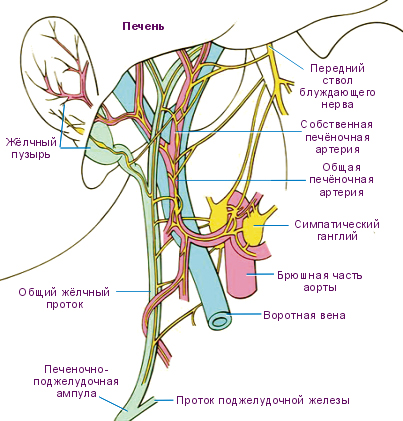 Расположение желчного пузыря Расположение желчного пузыря