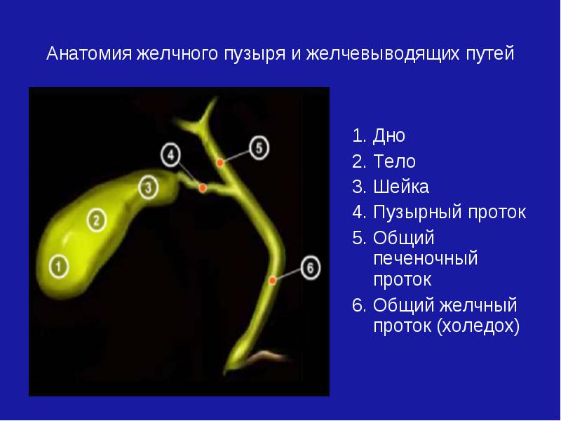 Предназначение желчного пузыря Анатомия желчного пузыря