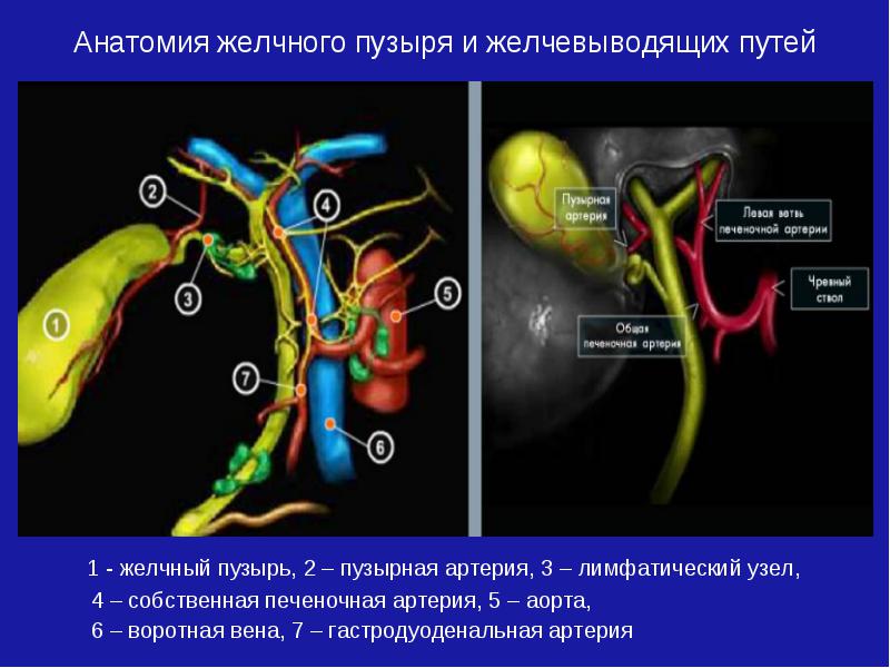 Предназначение желчного пузыря Предназначение желчного пузыря