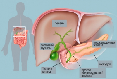 Атония желчного пузыря Атония желчного пузыря