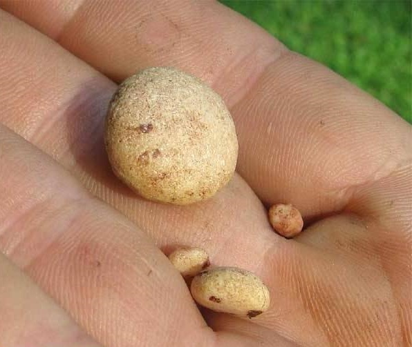 Как применять пол-палу при камнях? Пол-пала от камней в желчном пузыре