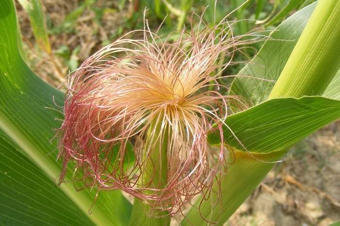 Рецепты народной медицины Гиперкинетический желчный пузырь