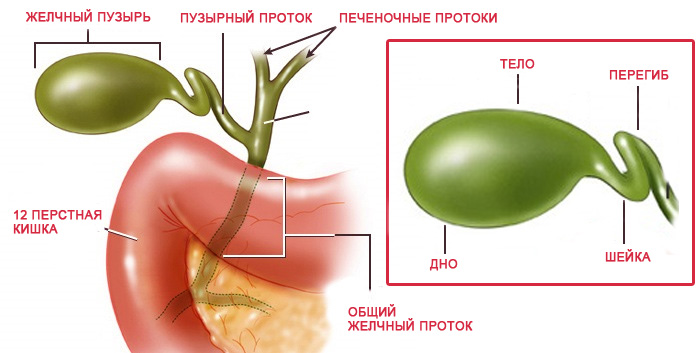 Как развивается деформация? Деформация желчного пузыря