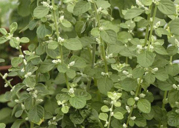 Какие компоненты входят в состав пол-полы Пол-пала от камней в желчном пузыре