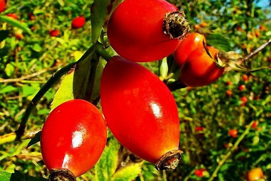 Шиповник при застое желчи (холестазе) Шиповник после удаления желчного пузыря