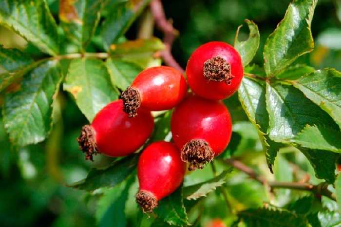 Рецепты народной медицины для очистки желчного пузыря Восстановление печени при камнях в желчном