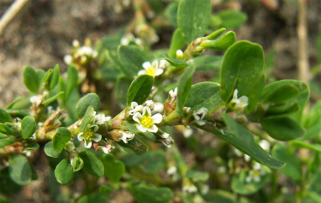 Фито-сборы в лечение желчнокаменной болезни Гомеопатия при желчнокаменной болезни