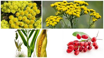 Фито-сборы при желчнокаменной болезни Желчегонные травы при камнях в желчном пузыре