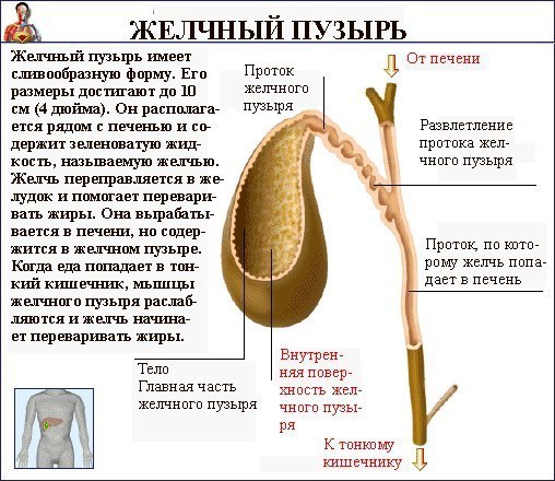 Анатомия желчного пузыря Анатомия желчного пузыря
