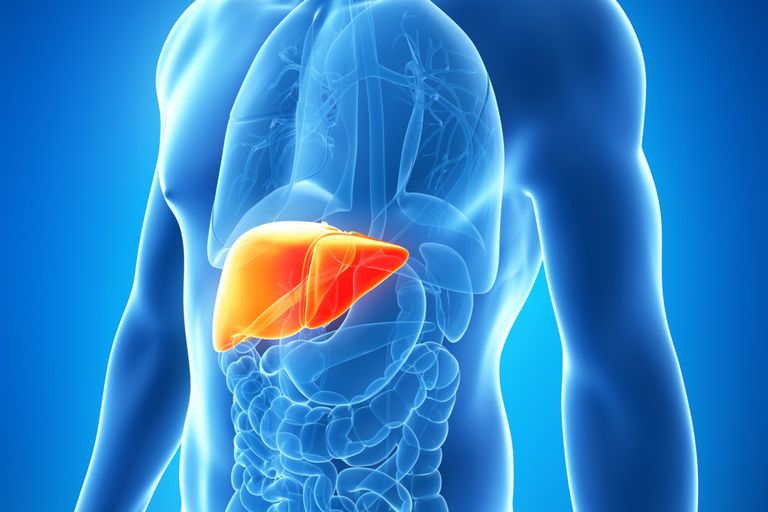 Зачем нужна желчь в пищеварительной системе? Болит печень после удаления желчного пузыря