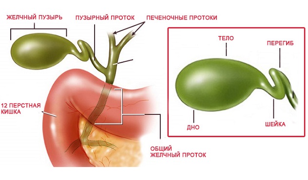 Загиб желчного пузыря Загиб желчного пузыря