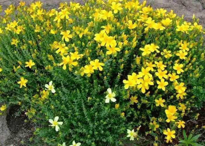 Какие травы необходимы для лечения печени? Лекарственные травы для печени и желчного пузыря